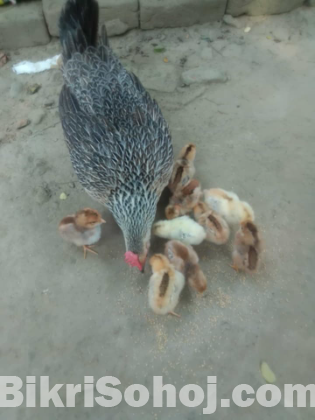 দেশি মুরগির বাচ্চা